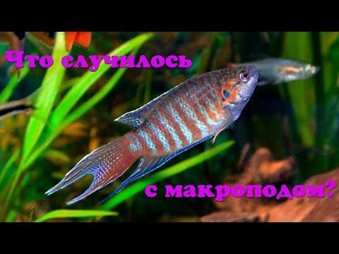 Видео: Что случилось с макроподом?