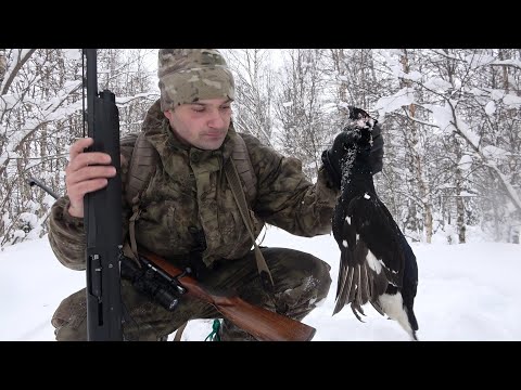 Видео: ОХОТА НА ТЕТЕРЕВА С ЛУНОК 2021. ВЫЛЕТ БОЛЬШОЙ СТАИ. ПЕРВЫЕ ТРОФЕИ ГОДА.