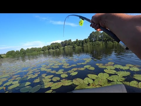 Видео: Крупный ротан на боковой кивок в кувшинках!