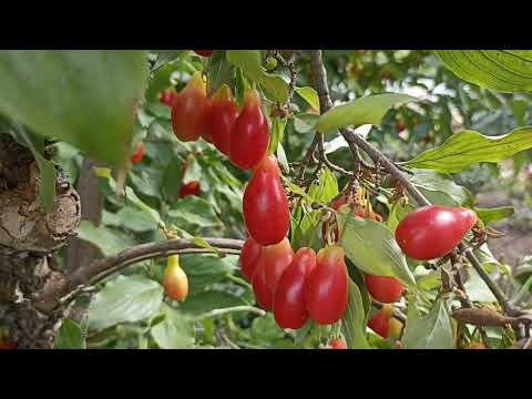 Видео: Кизил