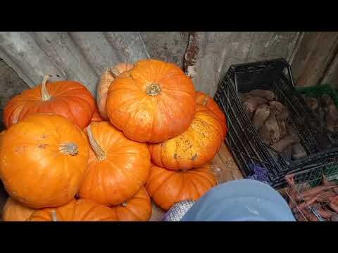 Видео: РАССПАКОВКА/УБРАЛИ ОВОЩИ В ЯМУ, СОБИРАЕМ СЫНОВЕЙ В ДОРОГУ...