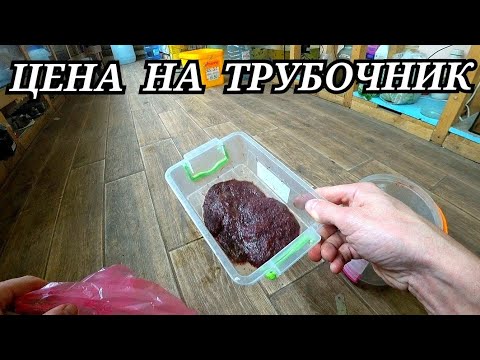 Видео: Топлю печку. Цена на трубочник. Отказываюсь от Пецилии. Замучался с белым фоном