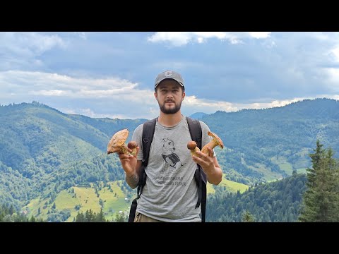 Видео: Королівські та пантерні мухомори і білі гриби в Карпатах 
