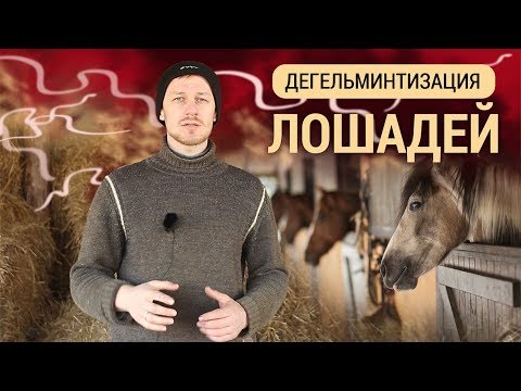 Видео: Дегельминтизация лошадей