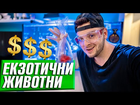 Видео: КУПУВАМ ЕКЗОТИЧНИ ЖИВОТНИ