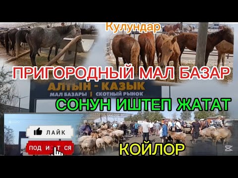 Видео: ПРИГОРОДНЫЙ МАЛ БАЗАР АЛТЫН КАЗЫК БИШКЕК ЖАҢЫ БАЗАР ИШТЕП ЖАТАТ 13-СЕНТЯБРЬ 2025ж