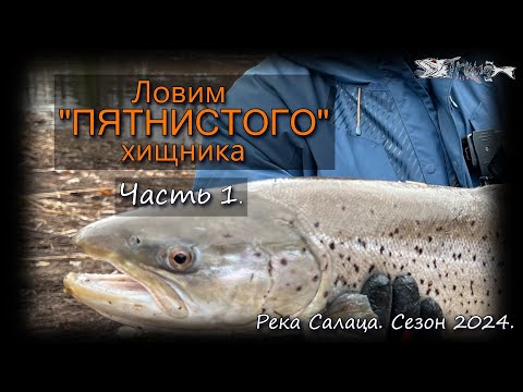 Видео: Ловим пятнистого хищника.Часть 1. Река Салаца 2024.
