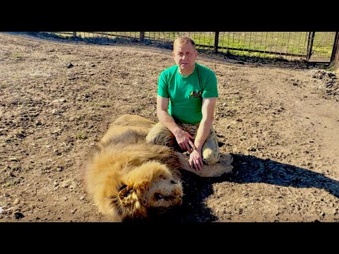 Видео: Мы ПРОЩАЕМСЯ с ЛЮБИМЫМ ЛЬВОМ, львы отошли от Марселя давая возможность Олегу Зубкову попрощаться…