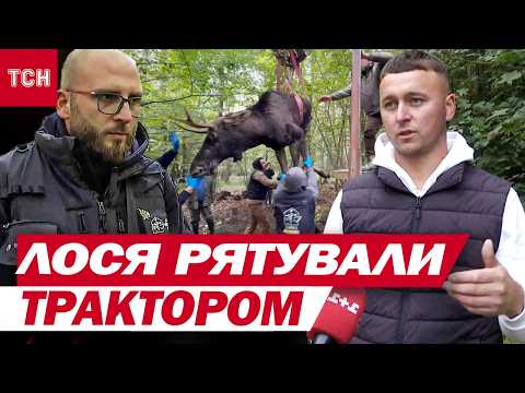 Видео: Застрявшего в болоте огромного лося вытаскивали трактором! Но он не может ходить...