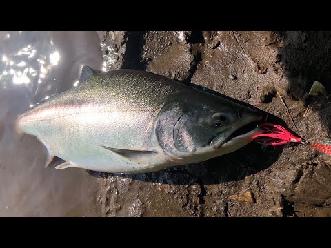 Видео: Делаем блесна с октопусом,на Чавыча ,Сима,Кета,Горбуша,Кижуч.