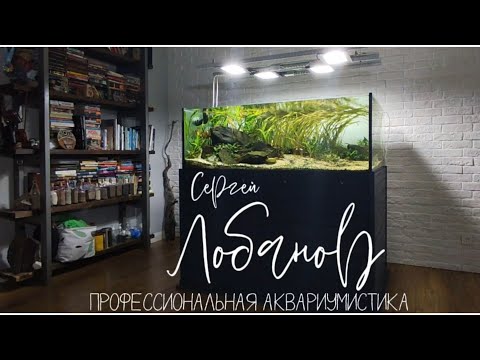 Видео: Сервисное обслуживание природного аквариума. 750 л (1500*1000*500)