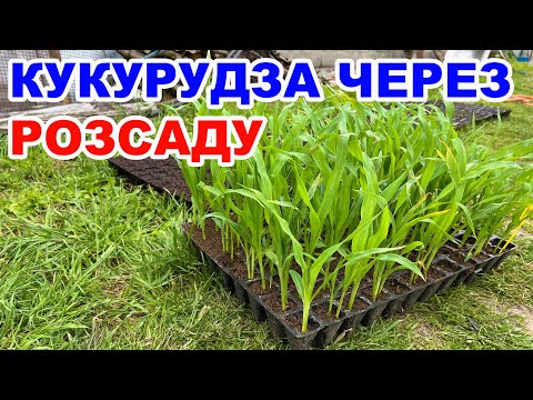 Видео: Вирощування кукурудзи через розсаду. Кукурудза Ракель