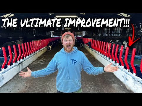 Видео: ИЗ НИЩА В БОГАТСТВО... КОРОВЫ В РАЮ!!