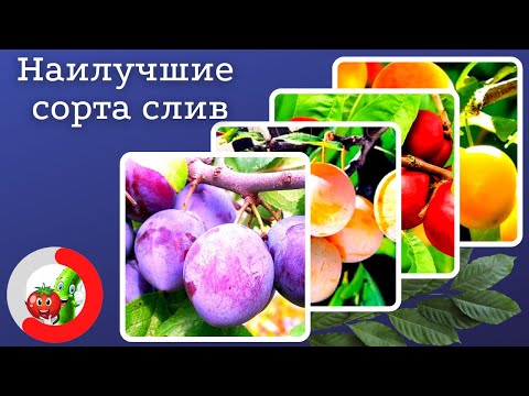 Видео: Самые лучшие сорта слив для средней полосы страны и Подмосковья.