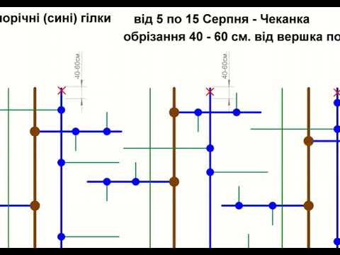 Видео: ВИНОГРАД