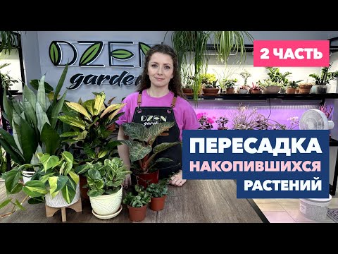 Видео: Пересадка комнатных растений и цветов (2 часть) » Август 2024