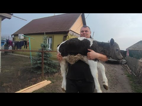 Видео: Купуємо телят у односельців