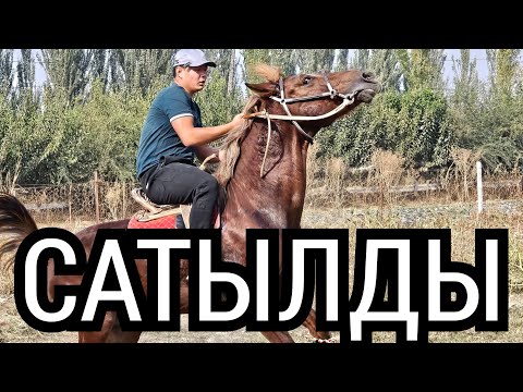 Видео: САТЫЛДЫ АТ