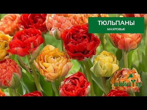 Видео: Махровые тюльпаны. Лучшие сорта из нашего каталога