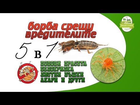 Видео: 5 в 1 борба срещу вредителите - Попови прасета, Белокрилка, Листни въшки, Акари и други.