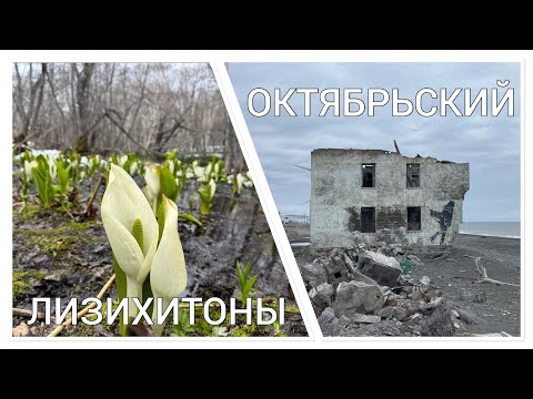 Видео: ЛИЗИХИТОНЫ | ОКТЯБРЬСКИЙ | КАМЧАТКА