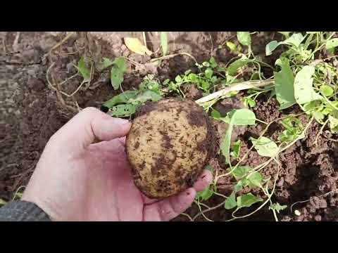 Видео: Картошка 300+ кг. с сотки.