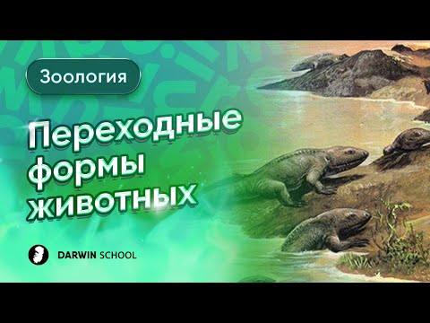 Видео: Тема №7: Переходные формы