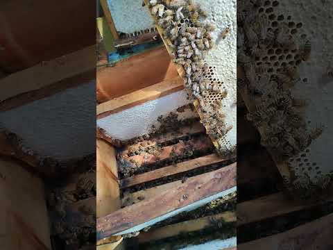 Видео: суха печатка меду з акації у бакфаста. #beekeeper