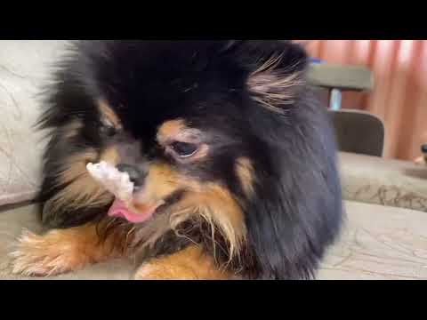 Видео: Дог влог, наши новости, новый аквариум, обработка от клещей, собаки перестали жить дружно!!!