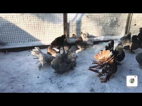 Видео: Обзор моих голубей