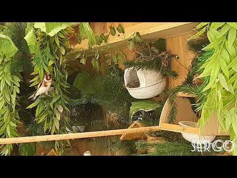 Видео: Ещё одна пара щеглов строит гнездо в вольере.