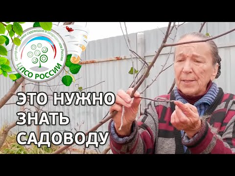 Видео: Нужно знать до обрезки плодовых деревьев. Кольчатки, плодушки, приросты, плодовые прутики.