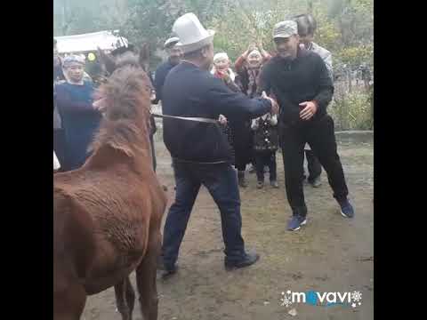 Видео: Аксылык Темирлан балбан