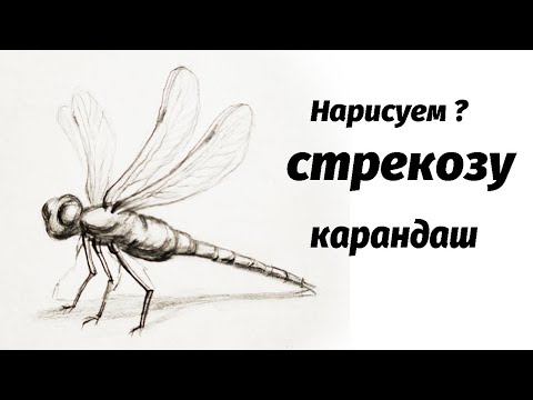 Видео: Как нарисовать стрекозу карандашом. Мастер-класс // Short pencil drawing tutorial: dragonfly