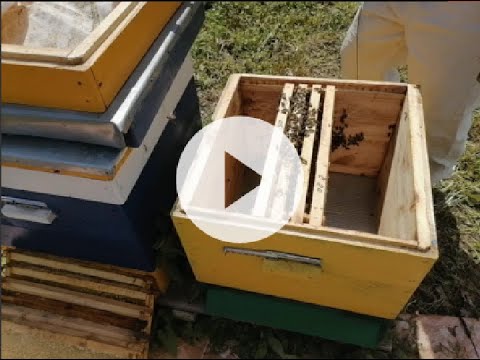 Видео: Отводок на маточник тихой смены