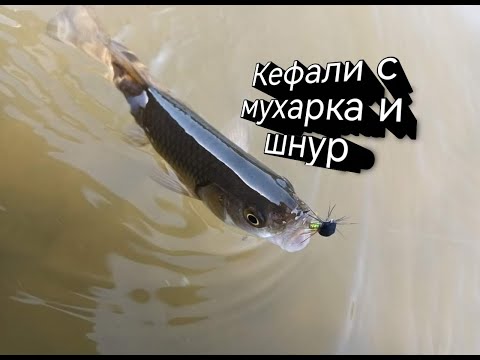 Видео: МУХАРСКИ РИБОЛОВ с "джапанки" на РЕКА Струма.