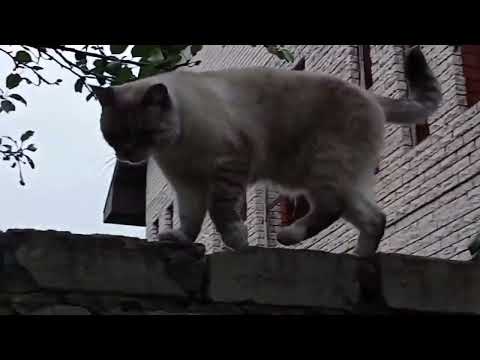 Видео: Шалят коты/Огородно - цветочный денёк 
