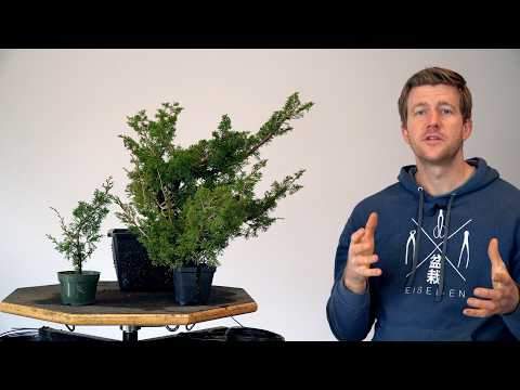 Видео: Развитие можжевельника бонсай