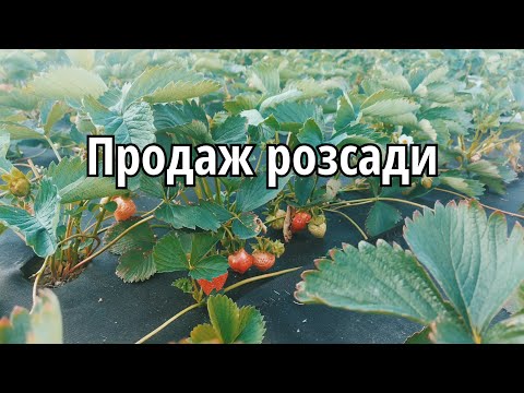 Видео: Як правильно садити розсаду полуниці?Продаж розсади полуниці