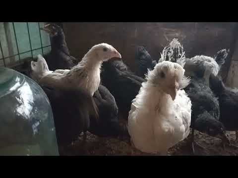 Видео: Моя любимая порода кур Китайская шелковая🐓.