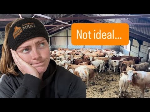 Видео: Быки поработали?