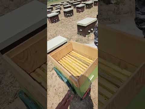 Видео: Бал тартып баштадык буйруса бал алам дегендер 0559 37 70 72 номерге чалыныздар оптом и розница.