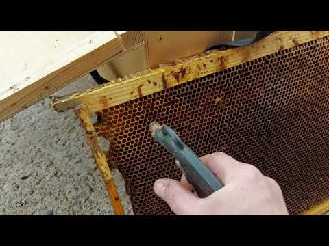 Видео: Самый эффективный способ очистки сот от мёртвых пчёл и плесени