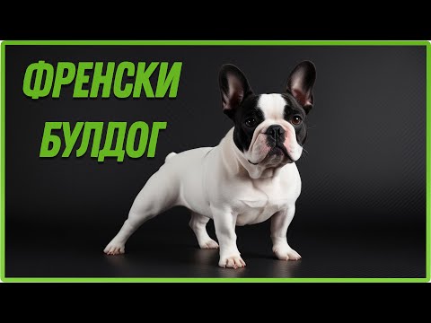 Видео: Френски булдог |  Всичко за породата