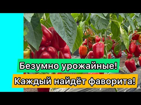 Видео: Самые лучшие сорта перца и  баклажана от Поиска🌶🍆🌶