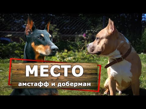 Видео: [МЕСТО, РЯДОМ] Отработка команд с амстаффом и доберманом