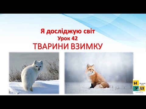 Видео: Я досліджую світ  2 клас Урок 42 ТВАРИНИ ВЗИМКУ Жаркова