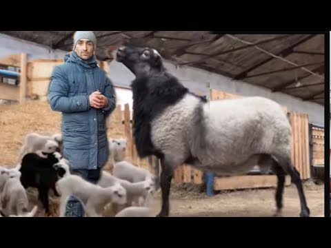 Видео: Парвариши Гусфанди Рамановски ва Маьлумот дар бораи Парвариш  " تربية الأغنام رامانوفسكي "
