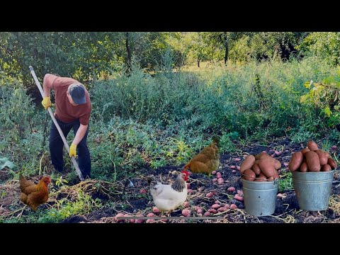 Видео: В этом году отличный урожай картошки | Great potato harvest this year