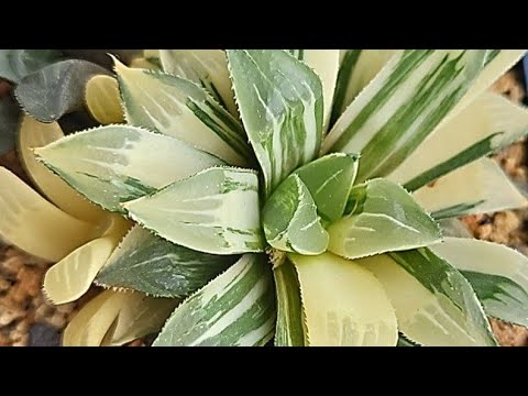 Видео: Выращиваю хавортии. Мои секреты